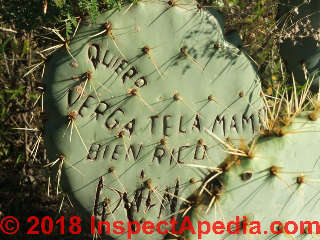 Cactus disease Mexico (C) Daniel Friedman at InspectApedia.com