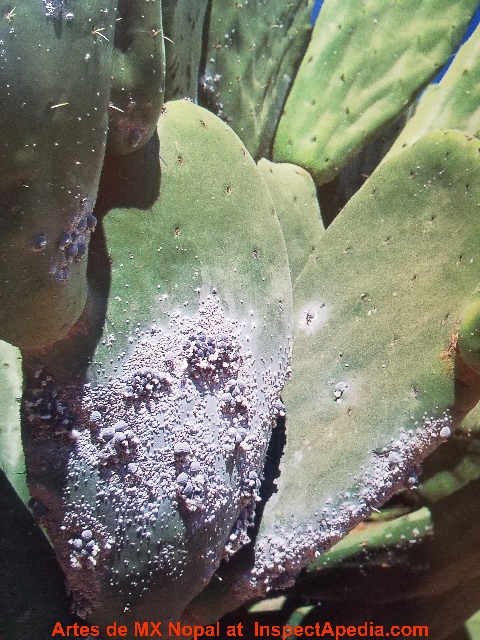 Super Cactus Disease WL74 – Roc munity
