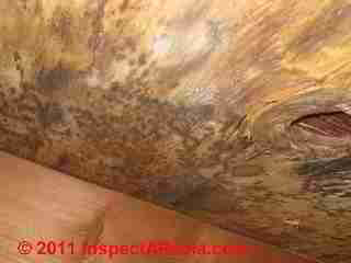 Photo of brown mold on plywood subfloor (C) Daniel Friedman