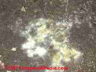Photo of mold on the dirt floor of a crawl space (C) Daniel Friedman