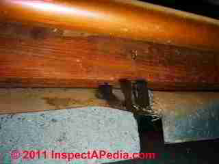 Photo of mold on crawl space wood sill framing lumber Stemonitis sp. (C) Daniel Friedman