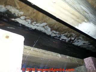 White mold on wet OSB subflooring over a crawl area (C) Daniel Friedman