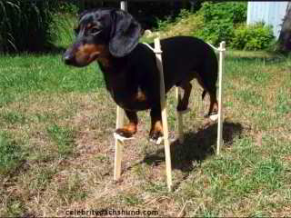 Mold sniffing dog wearing stilts waiting to enter a  home where he is expected to sniff out mold contamination in ceilings - original source: celebritydachund.com  - at InspectApedia.com 