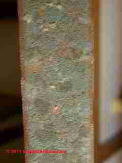 Photo of mold on solid wood edges of a hollow core interior door  (C) Daniel Friedman