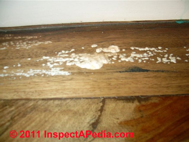 Mold Commonly Found In Indoor Dust Samples Mold On Plumbing