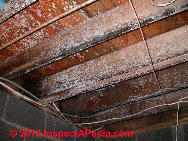 Is Mold Covered By Insurance