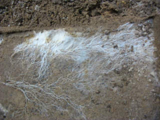 Fungal mycelium or white mycelia - courtesy of Wikipedia 2019 10 09