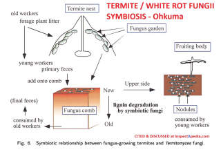 White rot fungus cultivated by termites - Ohkuma 2001, cited & discussed at InspectApedia.com