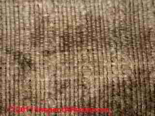 Black mold on canvas clothing or bag (C) Daniel Friedman