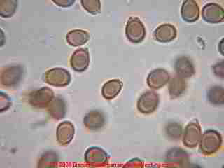 Photograph of Ganoderma applanatum basidiomycete spores  © Daniel Friedman