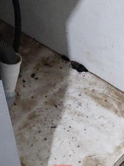 Insect or mold damage under sink cabinety (C) InspectApedia.com anon
