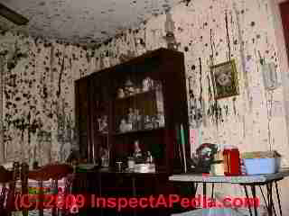 Severe mold in a building (C) Daniel Friedman