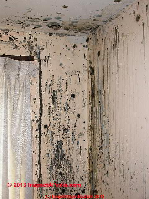 How Long Does It Take for Black Mold to Kill You?