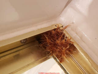 Light brown or tan hairy fungus growth in a shower corner (C) InspectApedia.com Mike