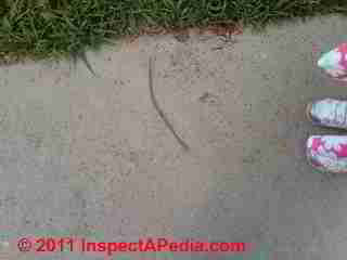 Photo of mold on concrete sidewalk (C) Daniel Friedman