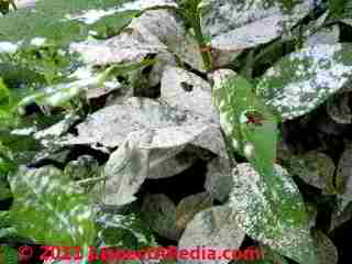 Photo of mildew on a Jasmine plant (C) Daniel Friedman