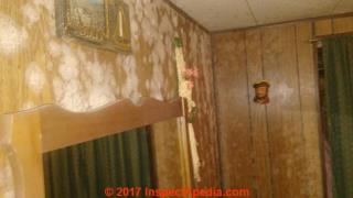 White mold on mobile home walls, extensive (C) Inspectapedia MA