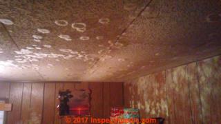 White mold on mobile home ceiling, extensive (C) Inspectapedia MA