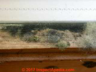 Photo of at least two mold genera/species growing on wood near a window in a building interior(C) Daniel Friedman