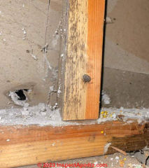 mold on framing and drywall after flooding in new home (C) InspectApedia.com