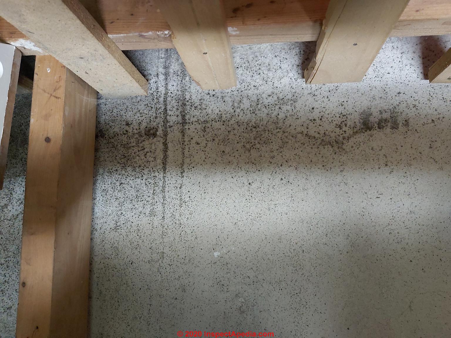 Photographic guide to Mold on computers, moldy concrete, mold on