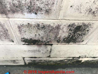 Black mold growth on basement foundation wall - painted concrete block (C) InspectApedia.com Reese