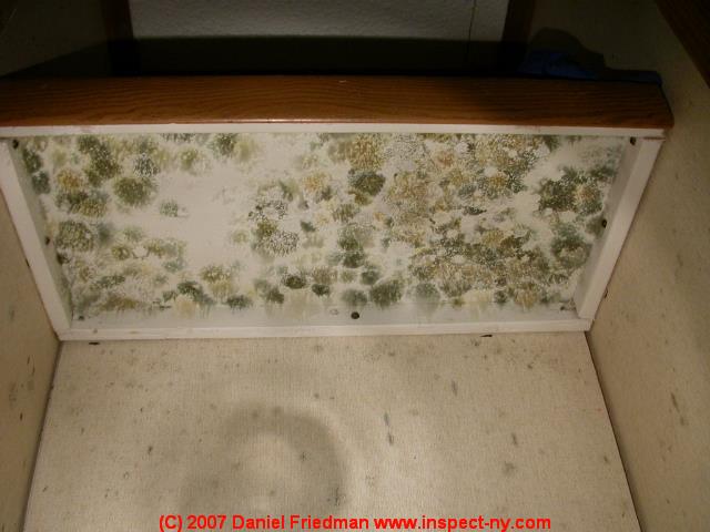 Green Mold Growth On Building Surfaces What Does Green Mold