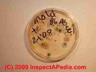 Mold culture plate (C) Daniel Friedman