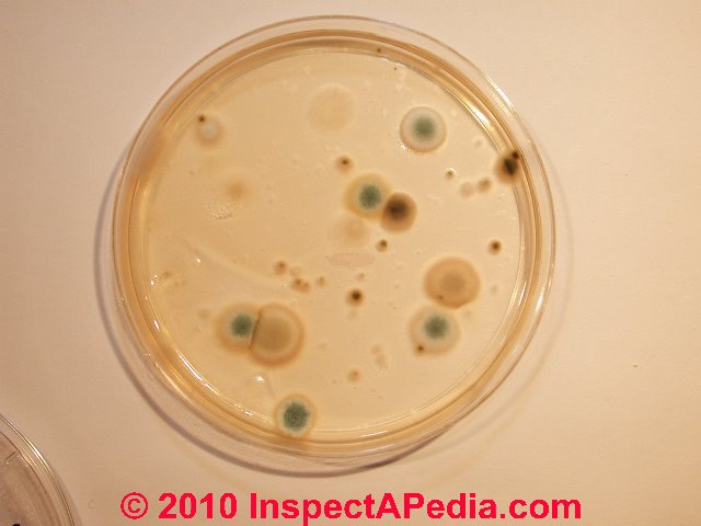 aspergillus mold in petri dish