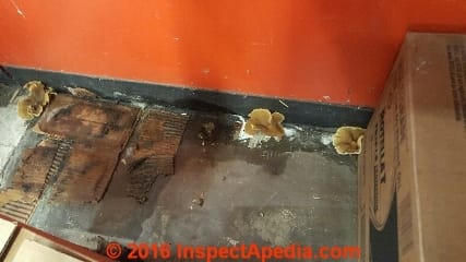 Mold at the intersection of a concrete floor and covered wall trim / drywall (C) InspectApedia.com EMW