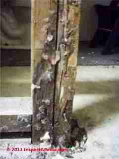 Photo of mold on wall studs after demolition  (C) Daniel Friedman