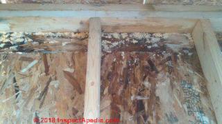 Pink and yellow mold on OSB floor sheathing (C) Ins-ecdtApedia.com Marty