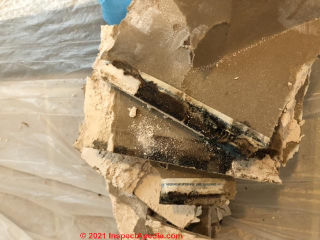 Moldy drywall in building where Stemonitis was found (C) InspectApedia.com Aimee