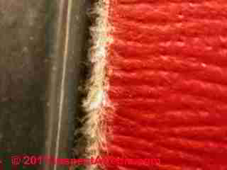 Photo of mold on book surfaces (C) Daniel Friedman