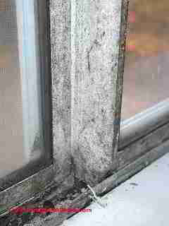 Photo of mold on window muntins  (C) Daniel Friedman