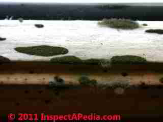 MOld growth on window sash and frame © D Friedman at InspectApedia.com 