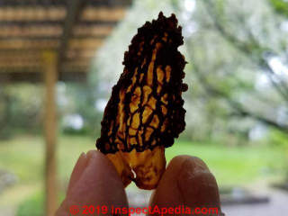 Dried half of a morel mushroom preserved for future use (C) Daniel Friedman at InspectApedia.com