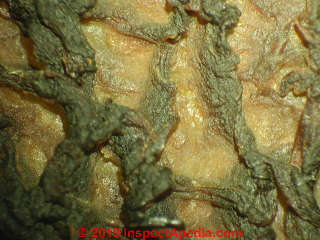 Dried sponge mushroom under stereo microscope shows spore producing bodies (C) Daniel Friedman at Inspectapedia.com