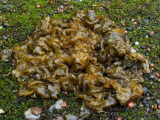 Nostoc commune cyanobacteria looks like animal poop - or algae - at Inspectapedia.com  Lairich Rig, CC BY-SA 2.0, https://commons.wikimedia.org/w/index.php?curid=14219869 retrieved 2019/07/28