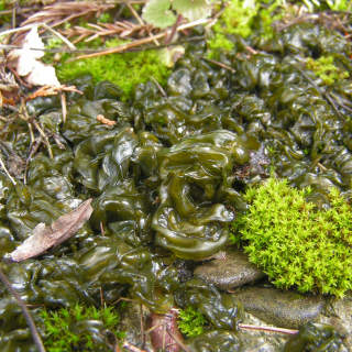 Nostoc commune cyanobacteria looks like animal poop - or algae - at Inspectapedia.com  Lairich Rig, CC BY-SA 2.0, https://commons.wikimedia.org/w/index.php?curid=14219869 retrieved 2019/07/28