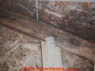 Dark brown molld contamination on OSB roof sheathing and framing in an attic (C) Daniel Friedman