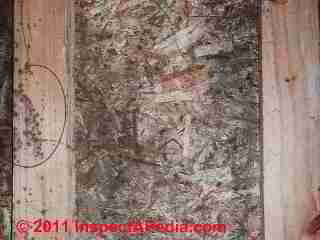 Photo of mold on OSB sheathing board (C) Daniel Friedman