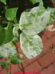 Mildew on a Jasmine plant, closeup (C) Daniel Friedman