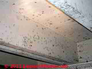 Photo of mold on painted wood surfaces (C) Daniel Friedman