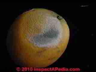 Penicillium mold growing on an orange (C) Daniel Friedman