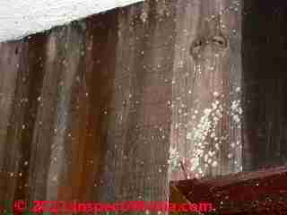 Photo of mold on tongue and groove pine wall paneling  (C) Daniel Friedman
