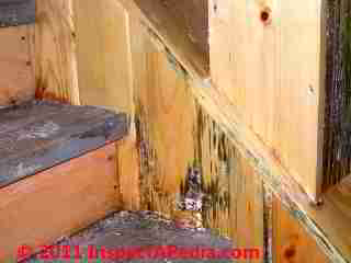 Photo of mold on wood wall paneling  (C) Daniel Friedman