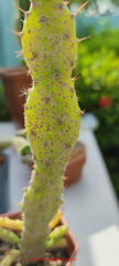 Cactus fungus infection (C) Inspectapedia.com Harrigan