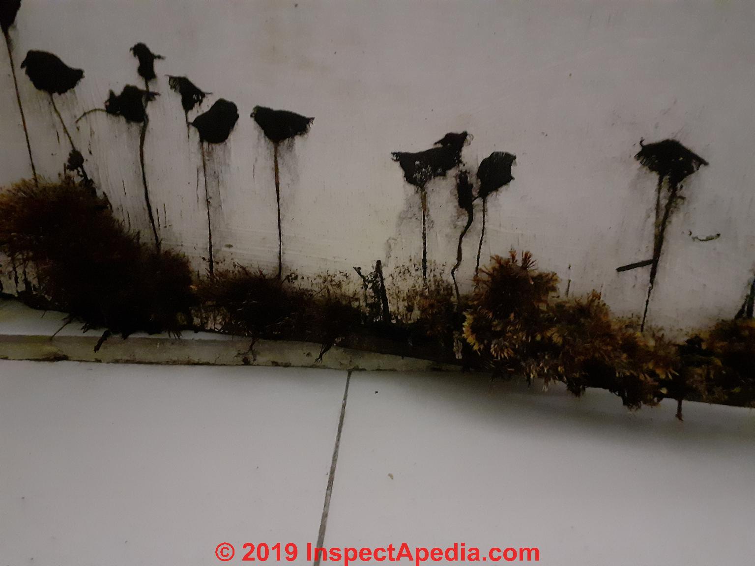 Brown Hairy Mold Toxicity Of Stemonitis Sp S Fusca Other Brown Molds