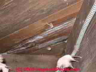 White mold on subflooring (C) Daniel Friedman